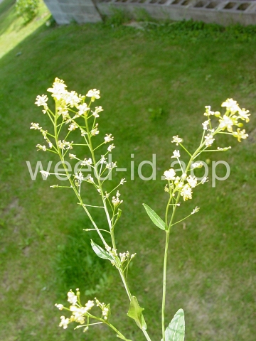 fieldcress, Austrian